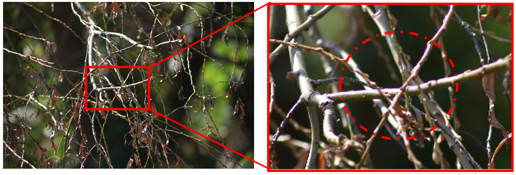 Image of chromatic aberration of a telephoto
