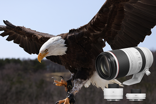 Canon Launches First Super-Telephoto L Zoom Lens for Its RF System Cameras