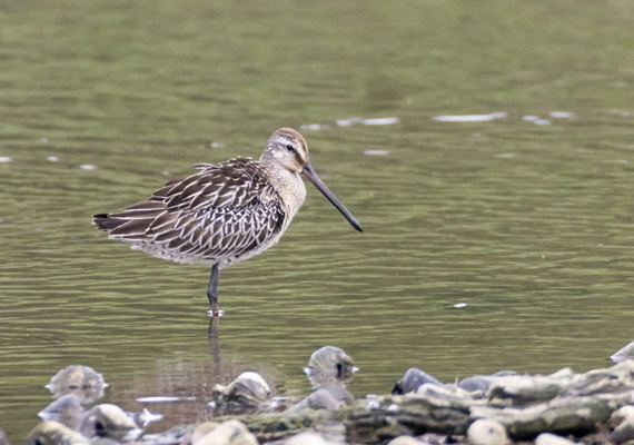 EOS Migratory Bird Photography