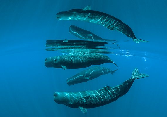 How to photograph underwater creatures