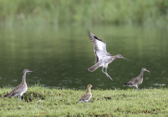 Experience the Wild: Photowalk at Sungei Buloh