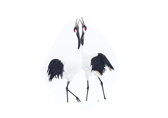 10D9N Hokkaido Wildlife Workshop