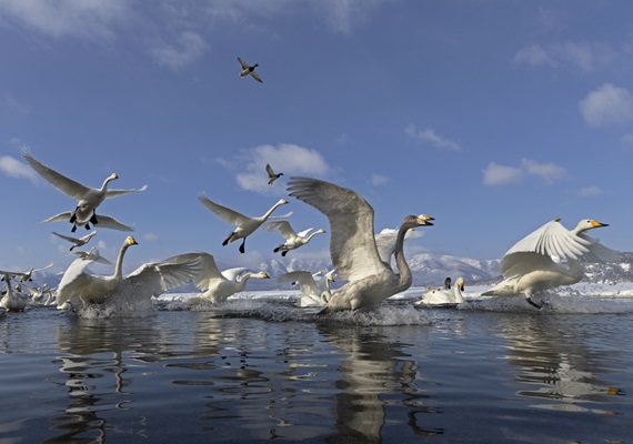 Travel in Cold & Capture Wildlife in Hokkaido